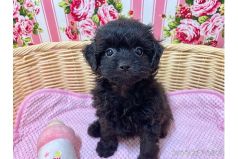 成約済の秋田県のポメプー:ポメラニアン×トイプードル-325686の1枚目