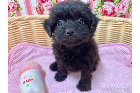 成約済の秋田県のポメプー:ポメラニアン×トイプードル-325686の3枚目