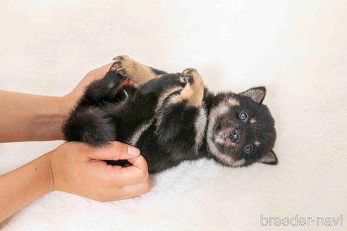 成約済の大分県の豆柴-325708の2枚目