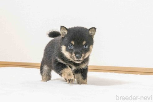 成約済の大分県の豆柴-325709の5枚目