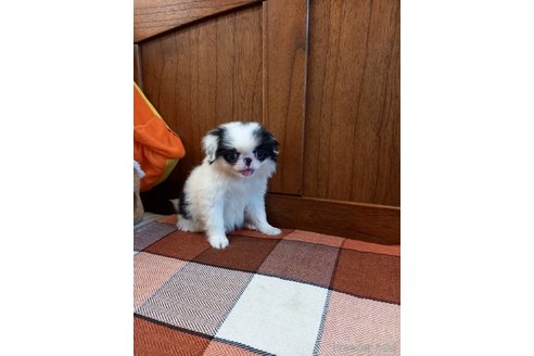成約済の大阪府の狆 (チン)-325720の3枚目