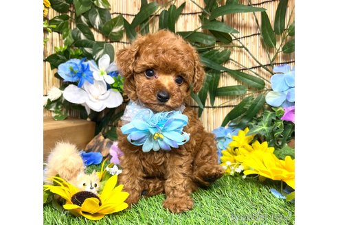 成約済の愛知県のトイプードル-318955の14枚目