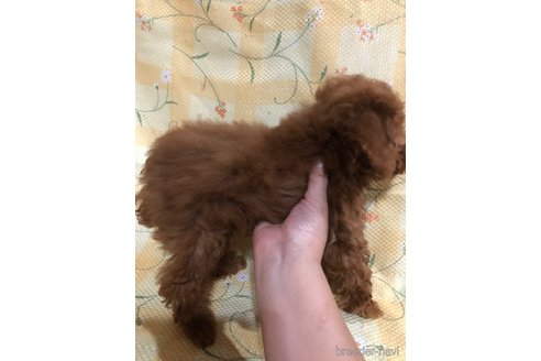 成約済の兵庫県のトイプードル-316021の3枚目