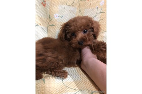 成約済の兵庫県のトイプードル-316021の4枚目