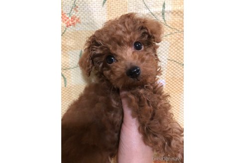 成約済の兵庫県のトイプードル-319019の2枚目