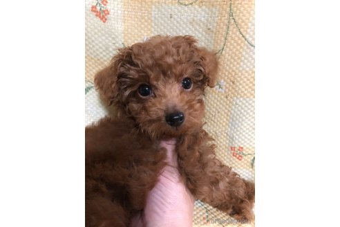 成約済の兵庫県のトイプードル-319019の4枚目