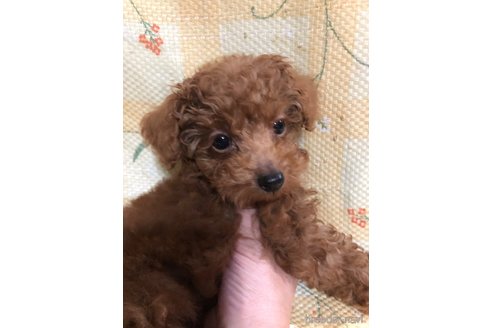 成約済の兵庫県のトイプードル-319019の5枚目