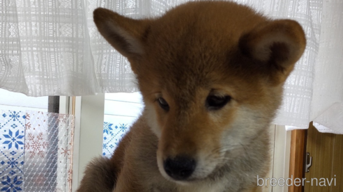 成約済の秋田県の柴犬-312550の5枚目
