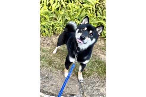黒酢くん1枚目