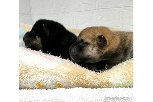 成約済の愛知県の柴犬-325756の2枚目