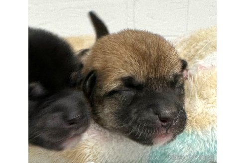 成約済の愛知県の柴犬-325756の3枚目