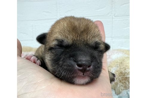 成約済の愛知県の柴犬-325756の4枚目