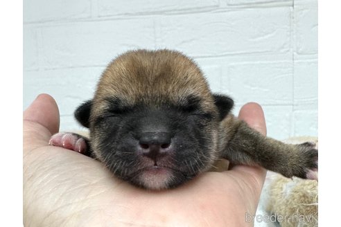 成約済の愛知県の柴犬-325756の1枚目