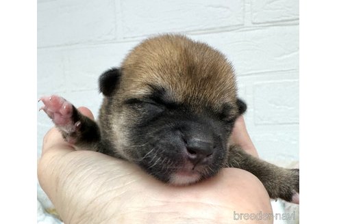 成約済の愛知県の柴犬-325756の5枚目