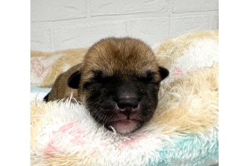 成約済の愛知県の柴犬-325756の7枚目