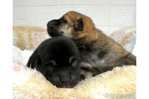 成約済の愛知県の柴犬-325756の8枚目