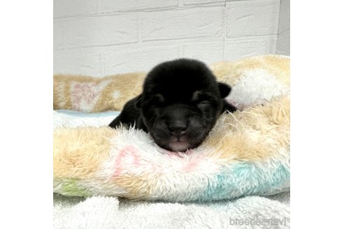 成約済の愛知県の豆柴-325757の6枚目