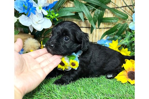 成約済の愛知県のマルックス:マルチーズ×ミニチュアダックスフンド-322116の3枚目