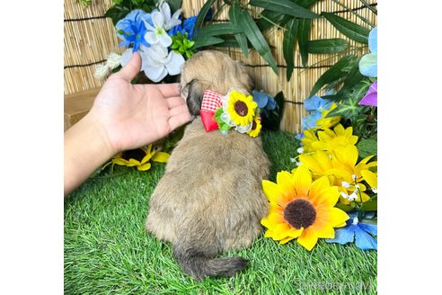 成約済の愛知県のマルックス:マルチーズ×ミニチュアダックスフンド-323229の10枚目