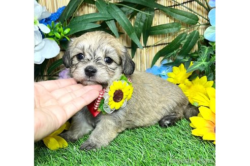 成約済の愛知県のマルックス:マルチーズ×ミニチュアダックスフンド-323229の11枚目