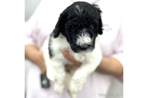 成約済の三重県のスタンダードプードル-325777の2枚目