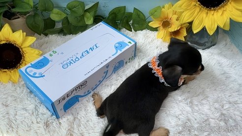 成約済の埼玉県のチワックス:チワワ×ミニチュアダックスフンド-325798の9枚目