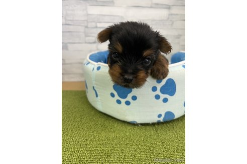 成約済の奈良県のヨークシャーテリア-325809の1枚目