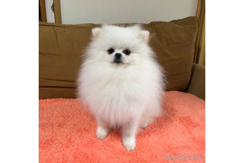 春雷くん1枚目