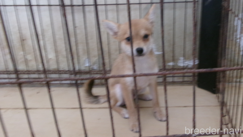 成約済の佐賀県のミックス犬-312576の6枚目