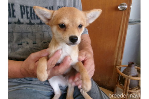成約済の佐賀県のミックス犬-312576の5枚目