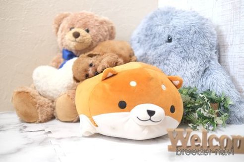 成約済の滋賀県のトイプードル-325862の2枚目