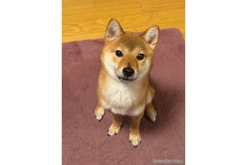 成約済の北海道の柴犬-325868の2枚目