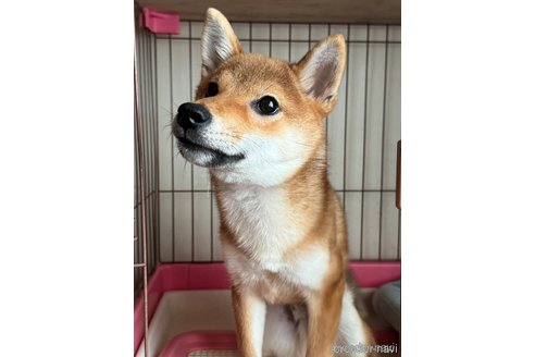 成約済の北海道の柴犬-325868の3枚目