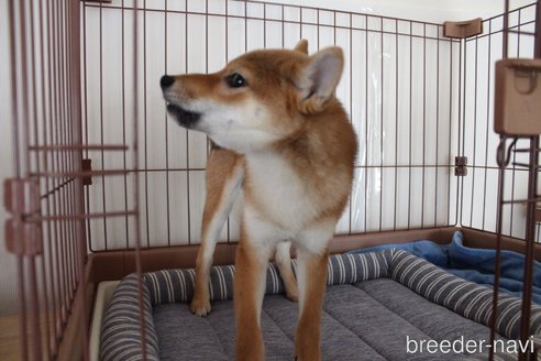 成約済の北海道の柴犬-325868の4枚目