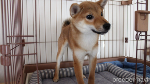 成約済の北海道の柴犬-325868の1枚目