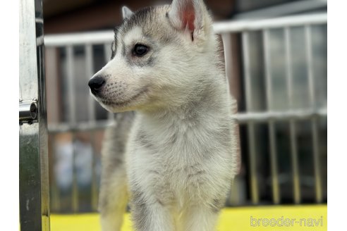 成約済の栃木県のシベリアンハスキー-325889の3枚目