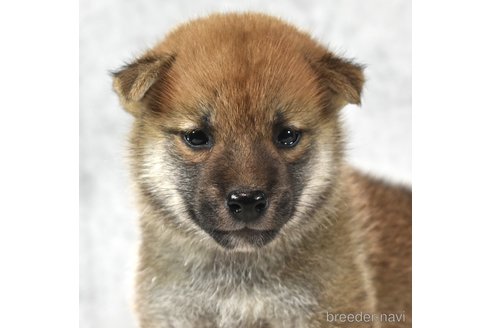 成約済の神奈川県の柴犬-325888の1枚目