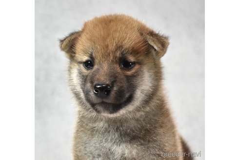 成約済の神奈川県の柴犬-325888の2枚目