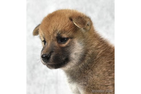 成約済の神奈川県の柴犬-325888の3枚目