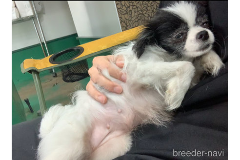 成約済の東京都のミックス犬-315713の2枚目