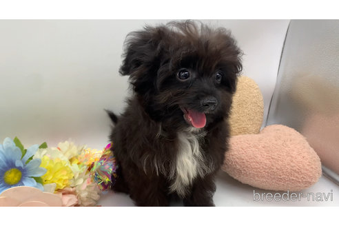 成約済の東京都のミックス犬-313008の3枚目