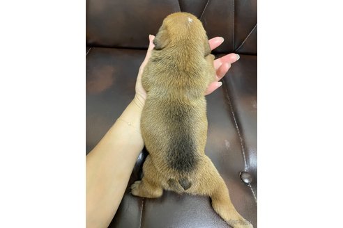 成約済の滋賀県のブルドッグ-323551の16枚目