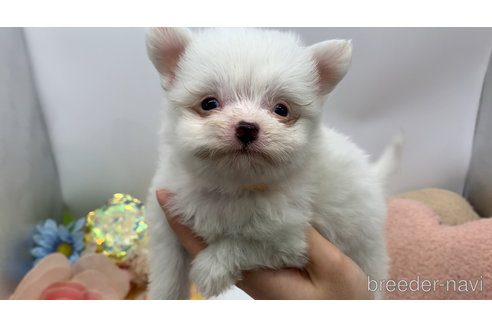 販売中の東京都のチワマル:チワワ×マルチーズ-325899の29枚目