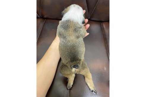 成約済の滋賀県のブルドッグ-323376の14枚目