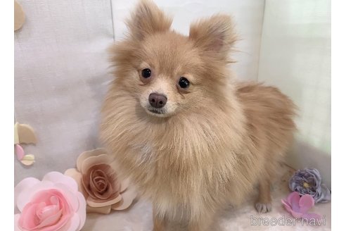 ピノちゃん1枚目
