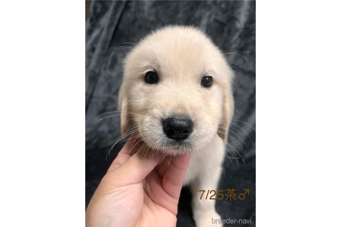 成約済の愛知県のゴールデンレトリーバー-320642の4枚目