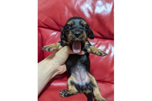 成約済の岡山県のミックス犬-325906の6枚目