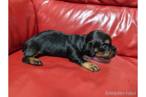 成約済の岡山県のミックス犬-325906の4枚目