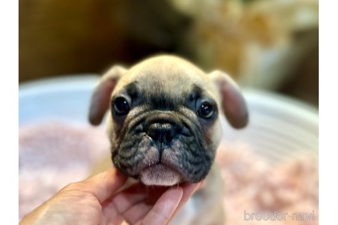 成約済の山口県のフレンチブルドッグ-316097の2枚目