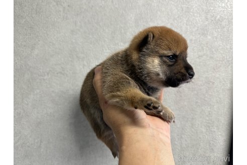 成約済の岡山県の豆柴-325917の2枚目